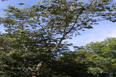 Pterospermum heyneanum